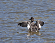 Common Goldeneye 4507